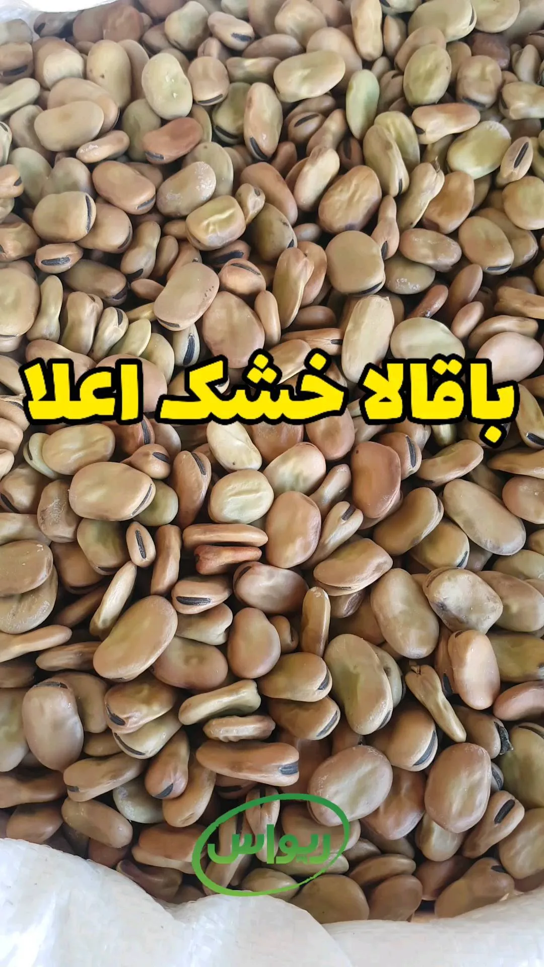 باقالا خشک اعلا، رنگ کرم و قهوه‌ای، دانه