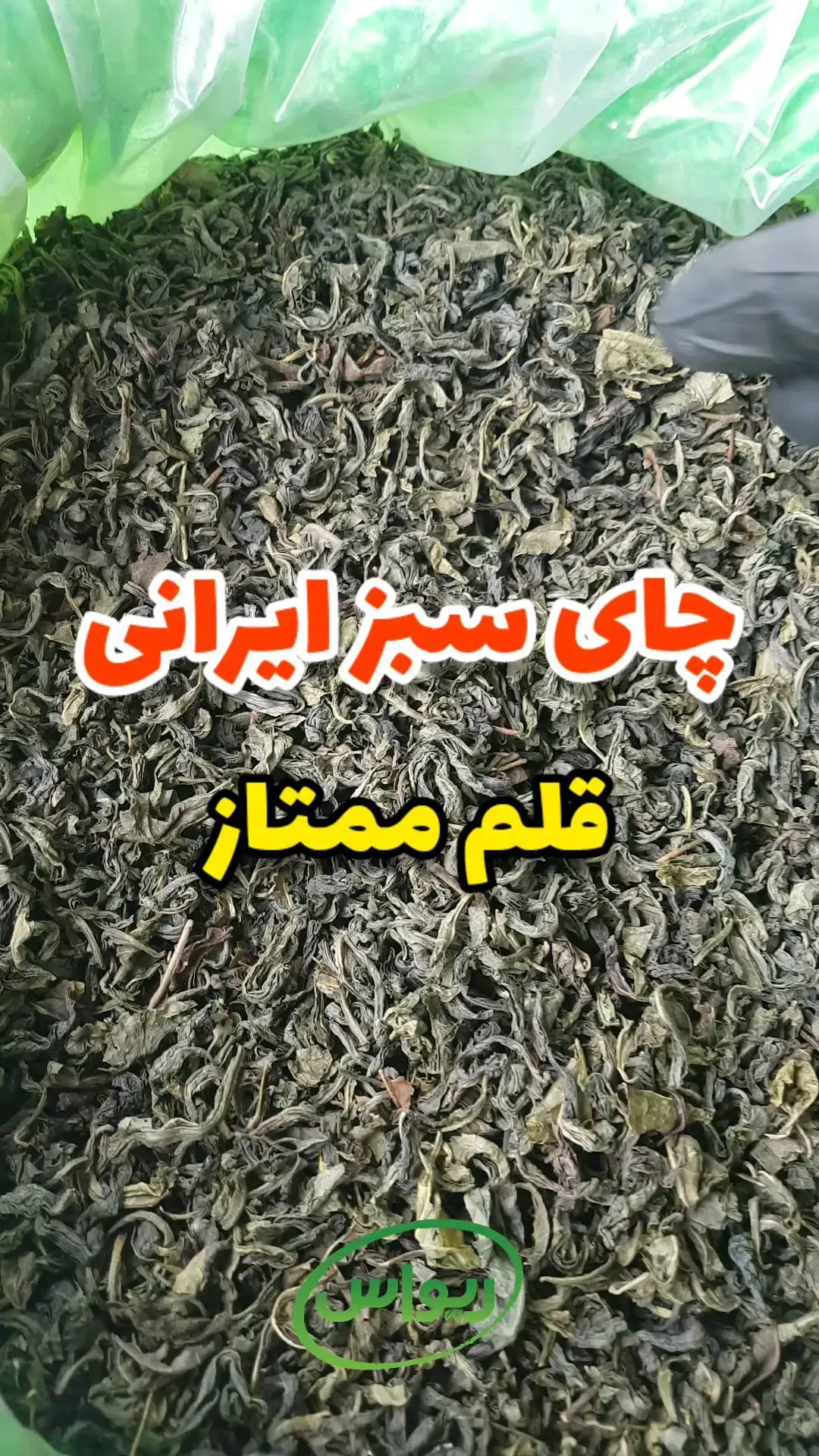چای سبز ایرانی قلم ممتاز، رنگ سبز تیره، برگ خشک