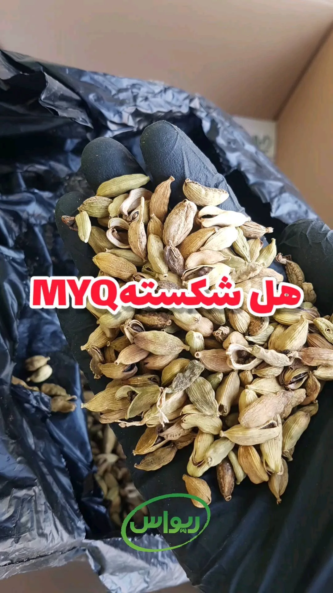 هل شکسته MYQ، رنگ سبز کمرنگ و قهوه‌ای، دانه خشک