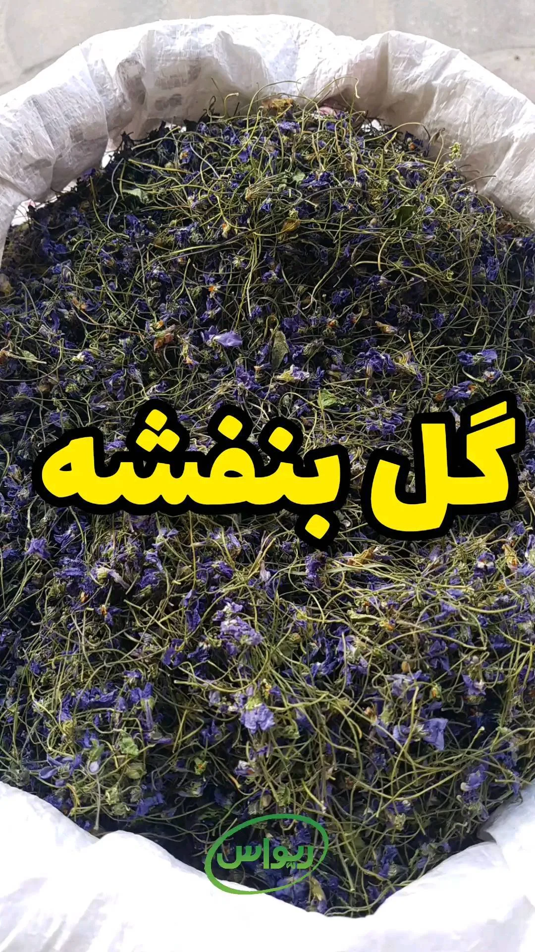 گل بنفشه امساله، رنگ سبز، گل خشک شده