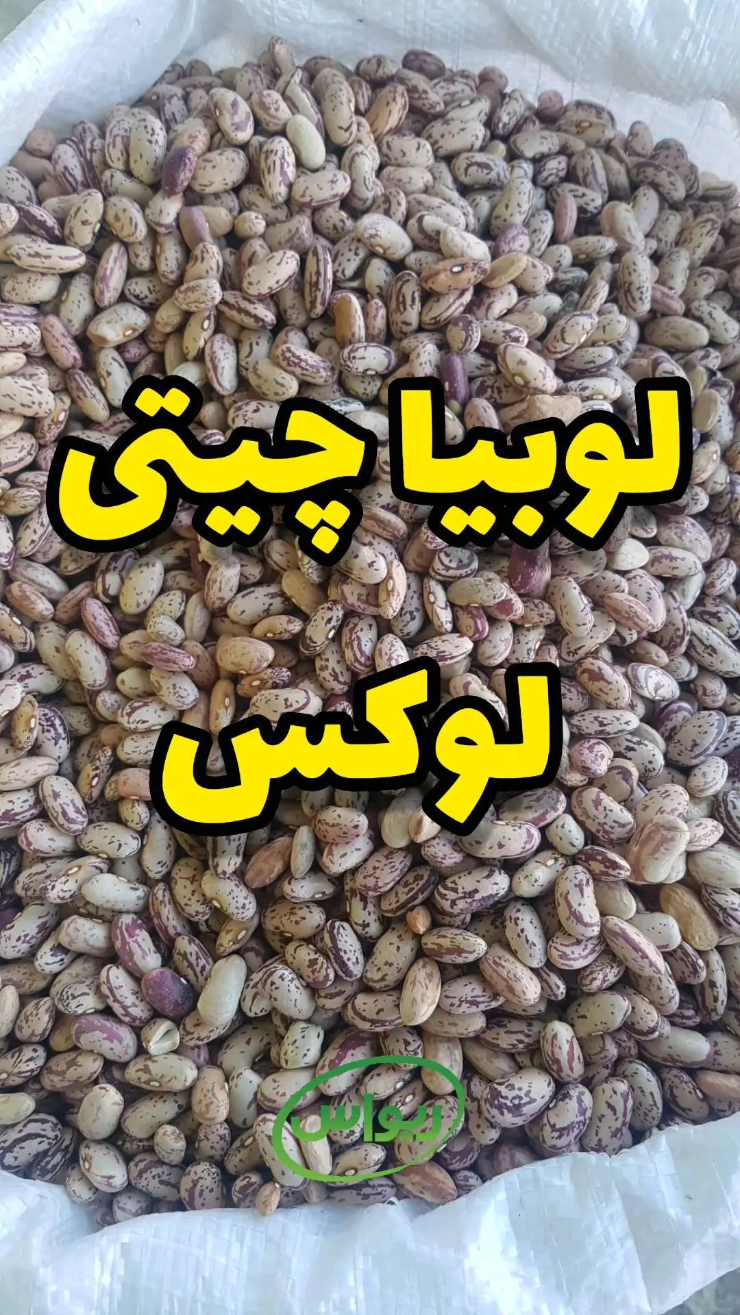 لوبیا چیتی لوکس امساله