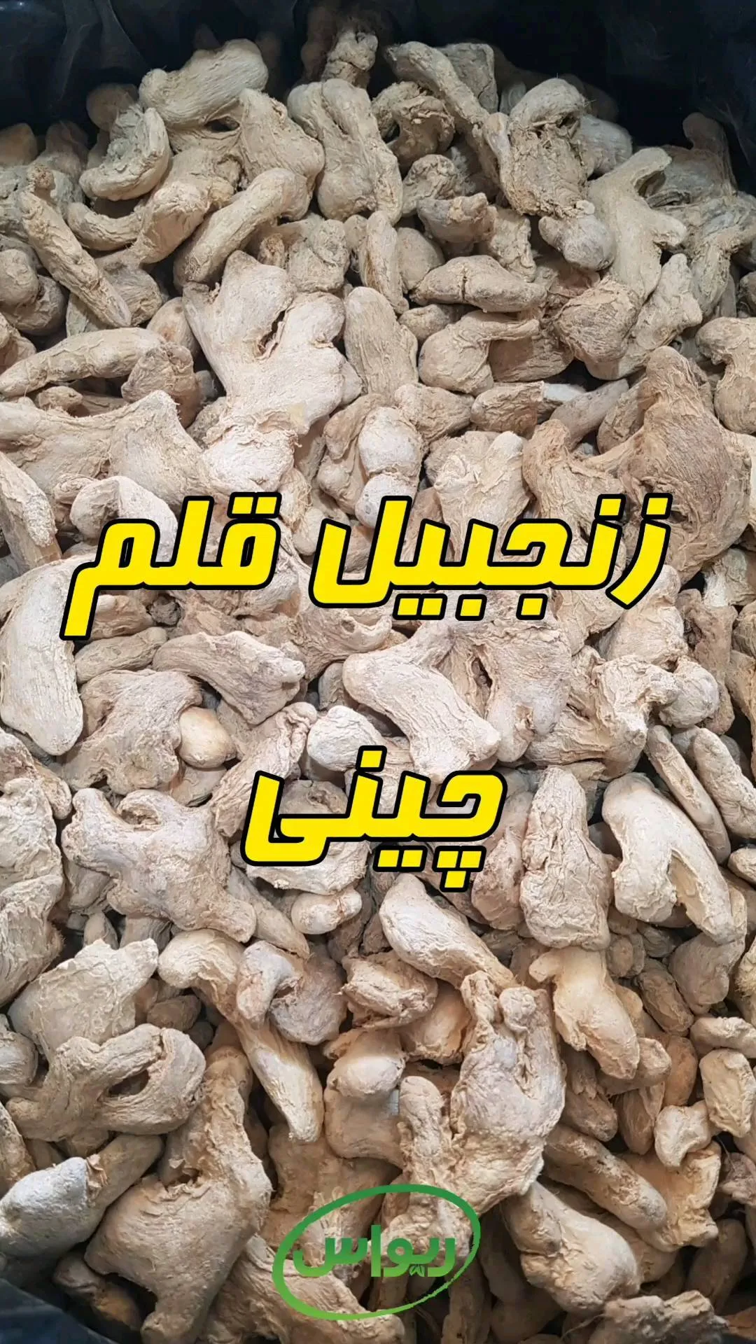 زنجبیل قلم چینی