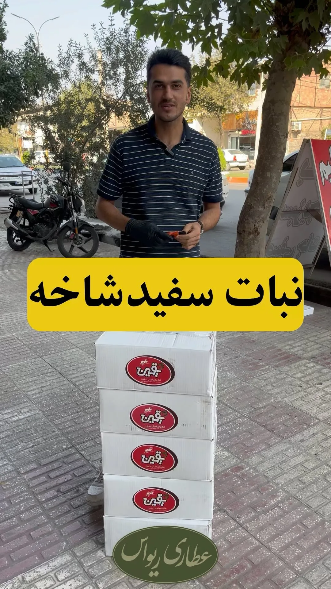 نبات سفید شاخه یقین، شاخه ای در جعبه