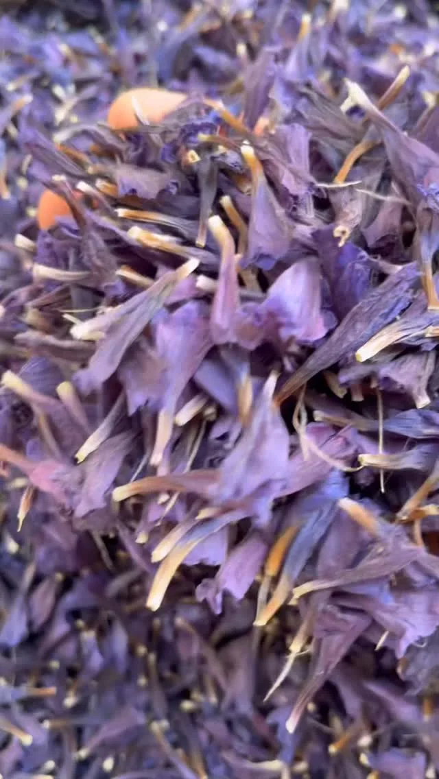 گل گاوزبان، رنگ بنفش، گل خشک