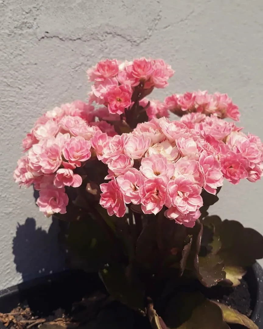 گیاه کالانکوئه، رنگ صورتی و سبز، گیاه گلدار در گلدان