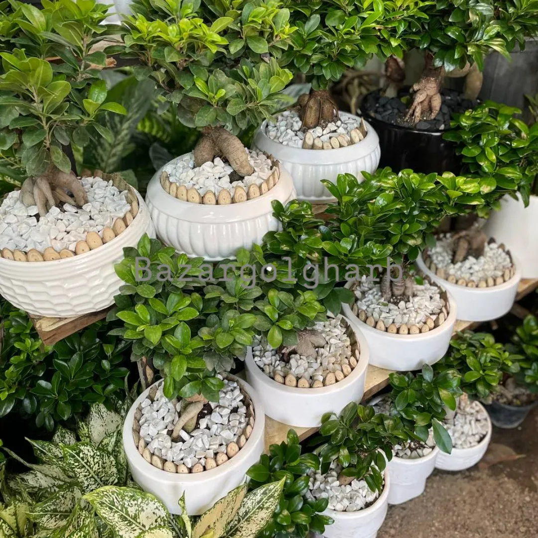 بونسای