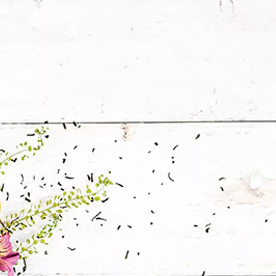چای خشک دو قوچ