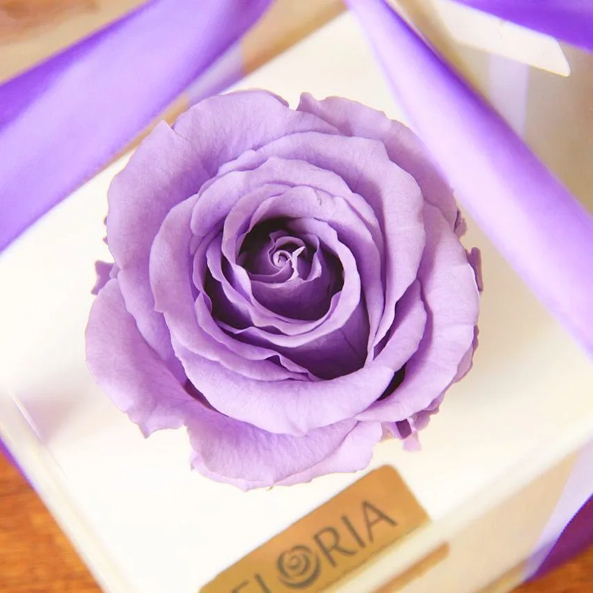 رز جاودان یاسی RoseAmor، رنگ بنفش و سفید، گرد