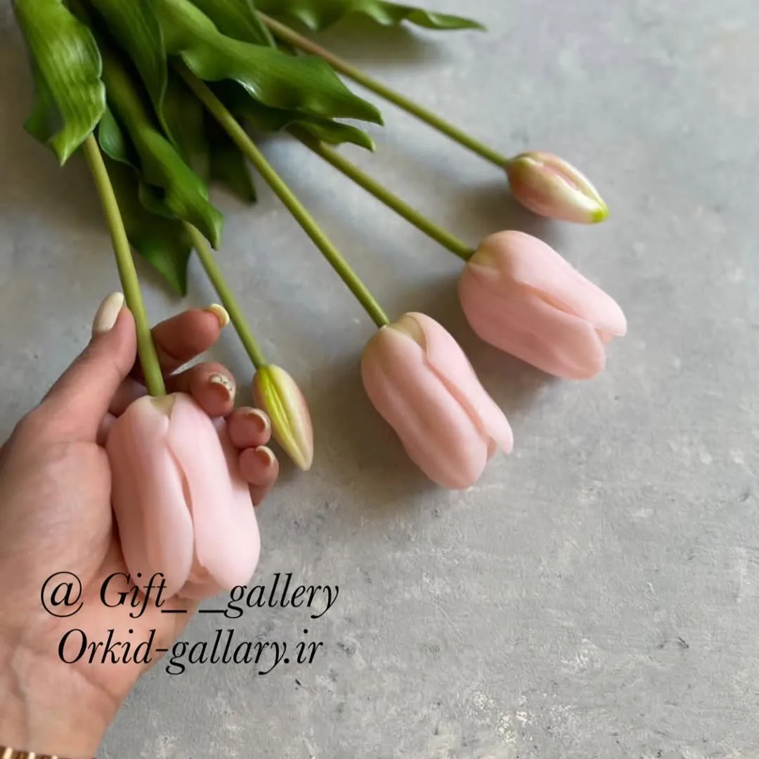 بوته گل لاله صورتی سایز بزرگ — عکس ۳