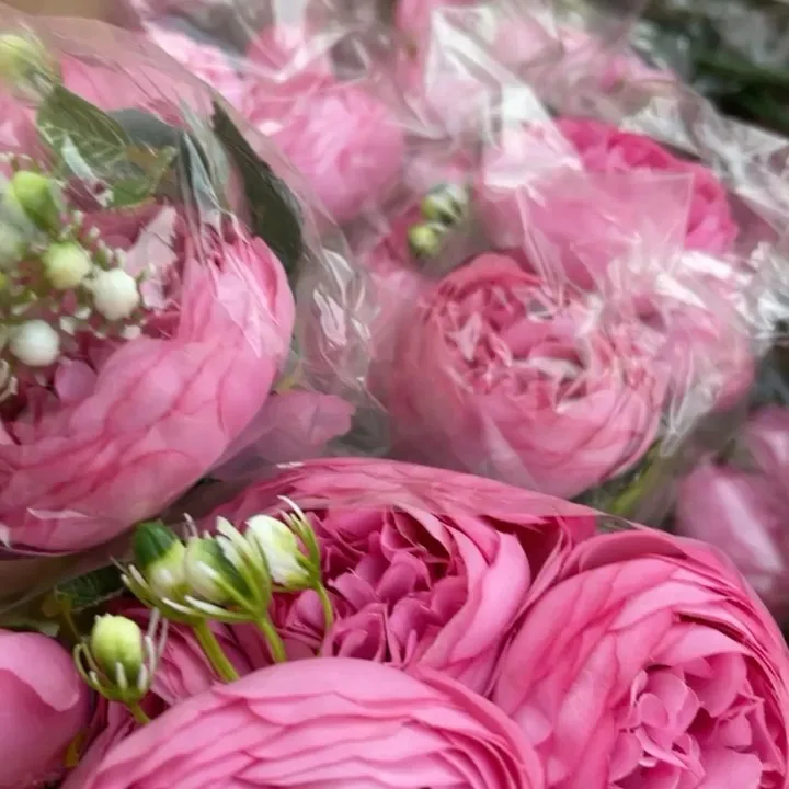 بوته رز پئونی سرخابی