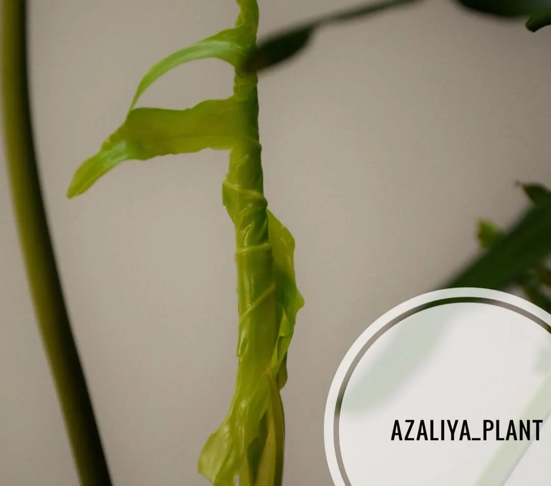 برگ انجیری مانسترا — عکس ۳