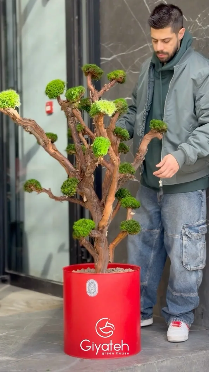 درخت جاویدان