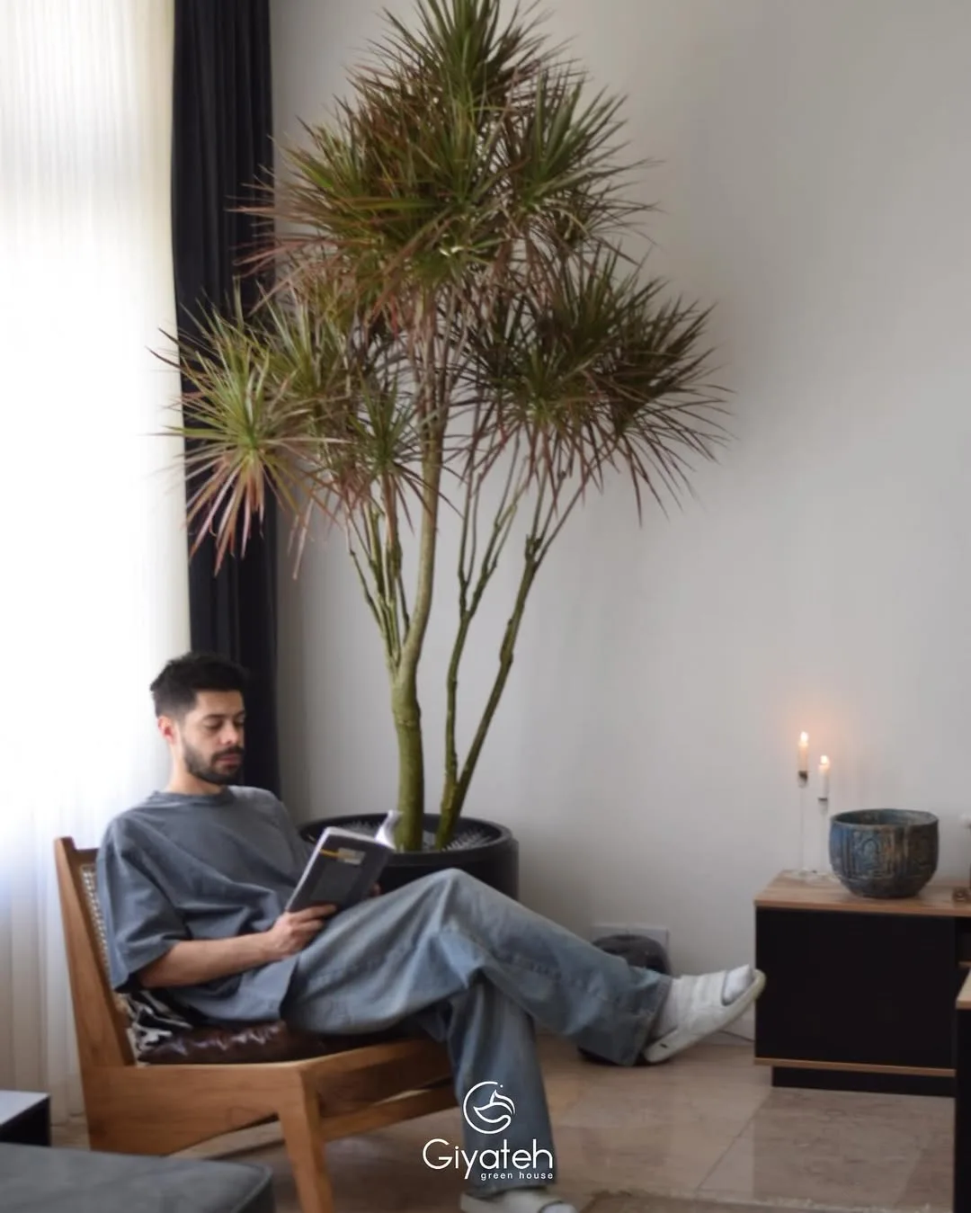 دراسنا مارژیناتا — عکس ۴