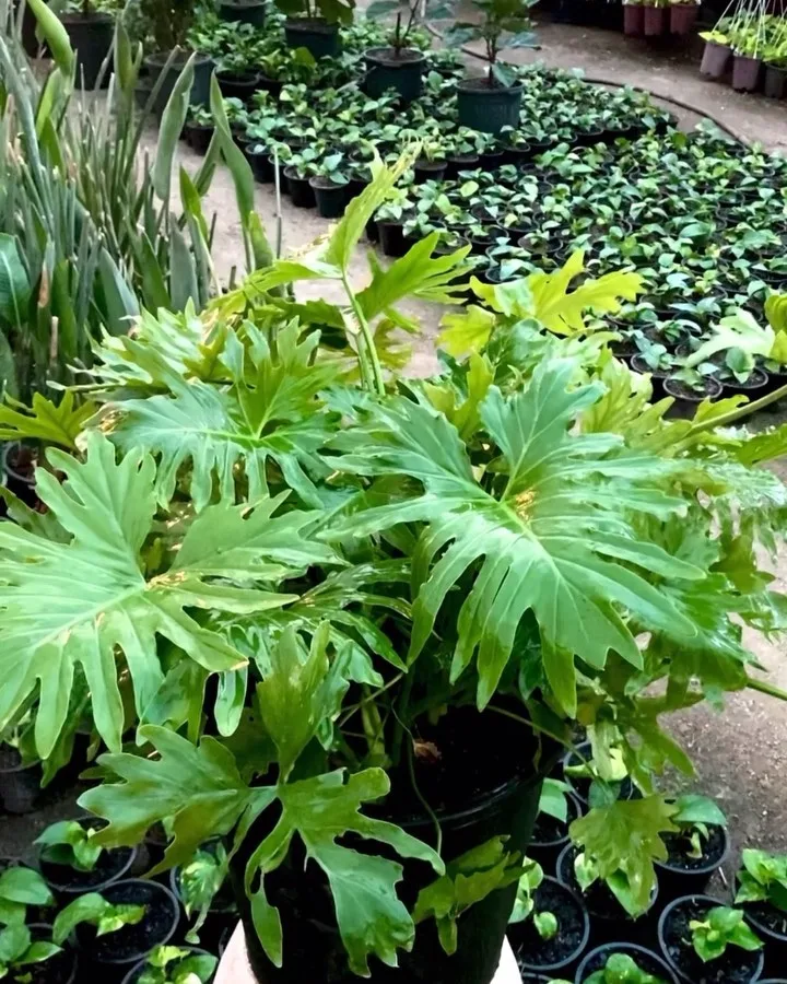 برگ انجیری سلوم