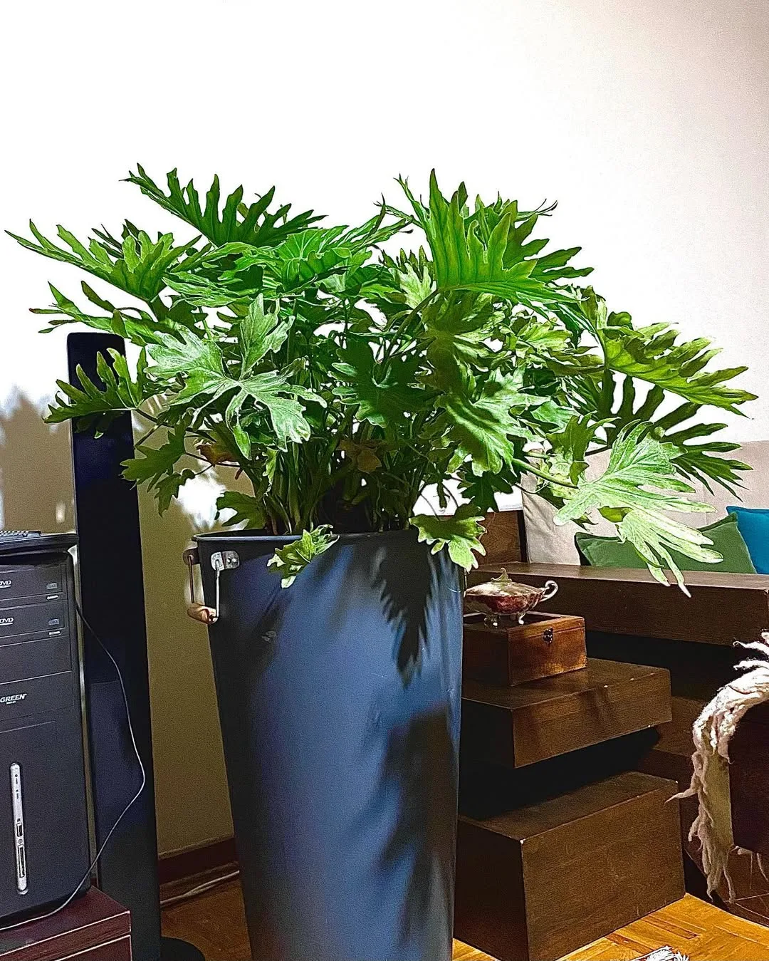 برگ انجیری فر