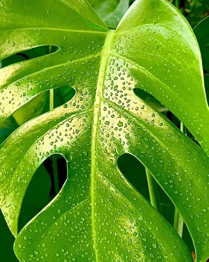 برگ انجیری