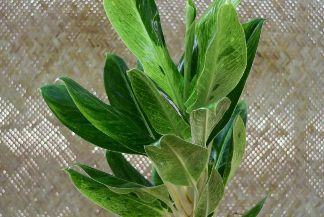 آگلونما طلایی — عکس ۲