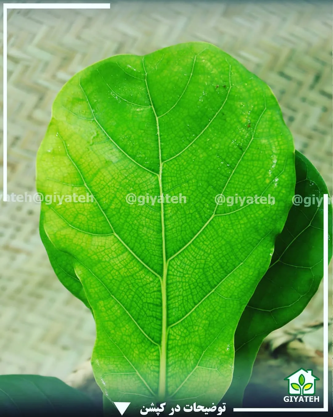 فیکوس لیراتا — عکس ۲