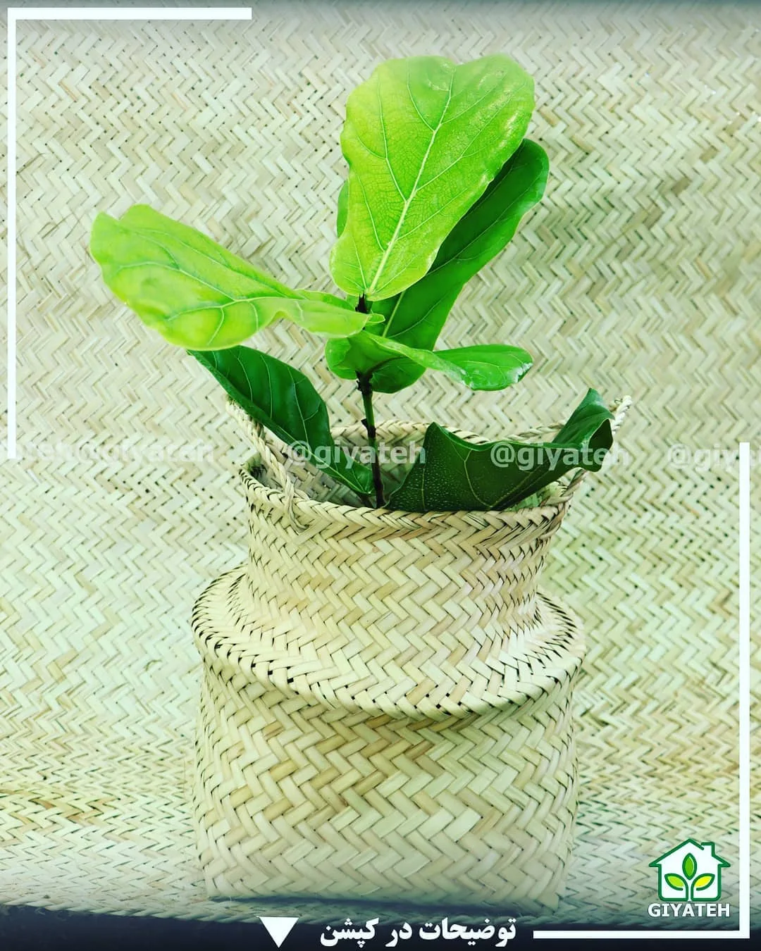 فیکوس لیراتا — عکس ۳