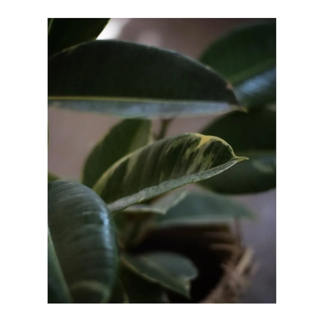 فیکوس ابلق — عکس ۴