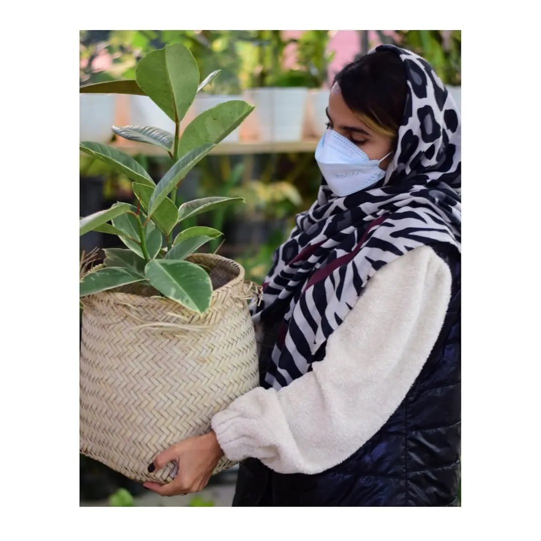 فیکوس ابلق — عکس ۶