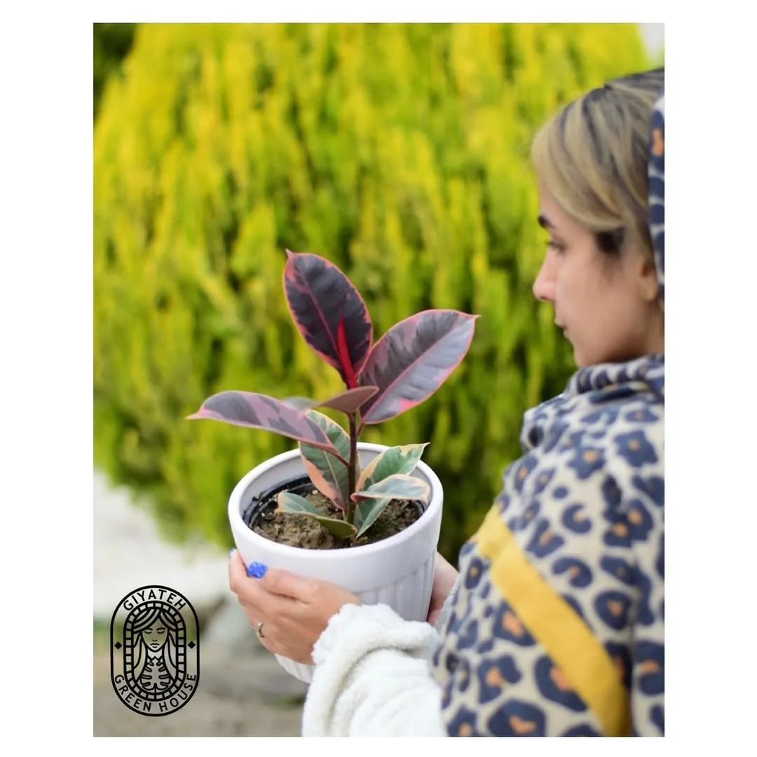 فیکوس شرابی — عکس ۲