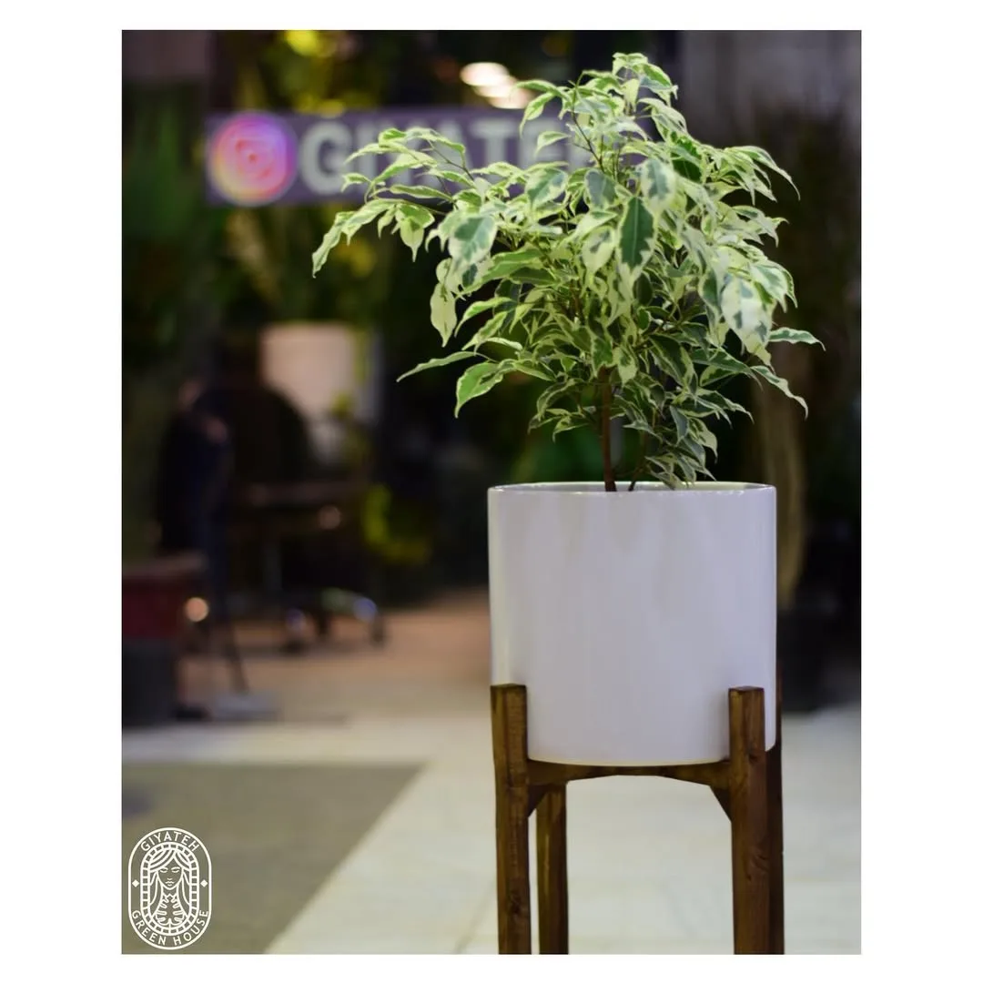 بنجامین ابلق — عکس ۳