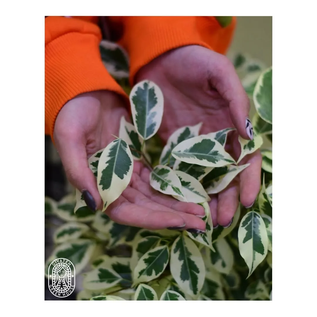 بنجامین ابلق — عکس ۵