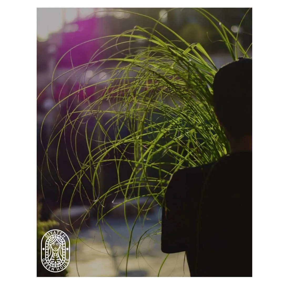گیاه لیندا — عکس ۷