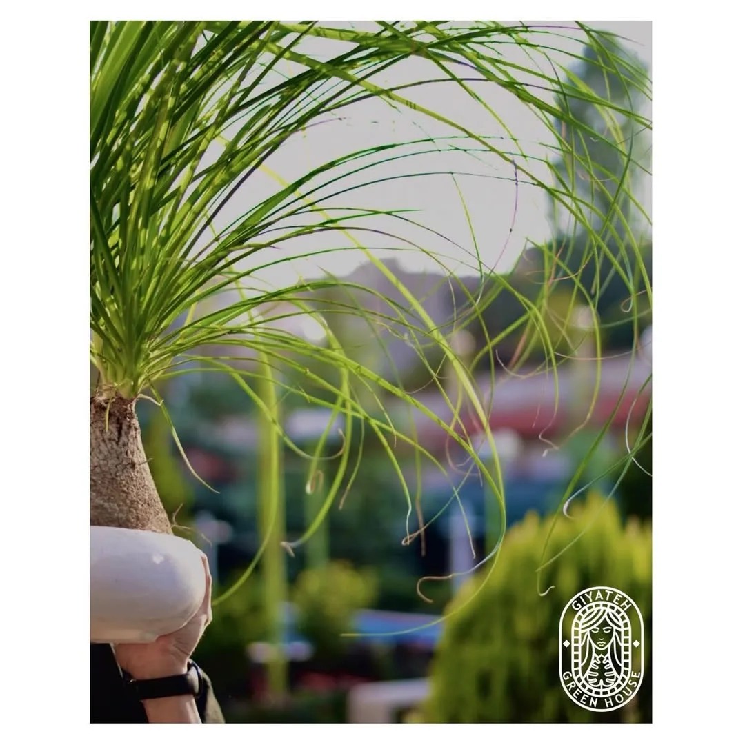 گیاه لیندا — عکس ۸