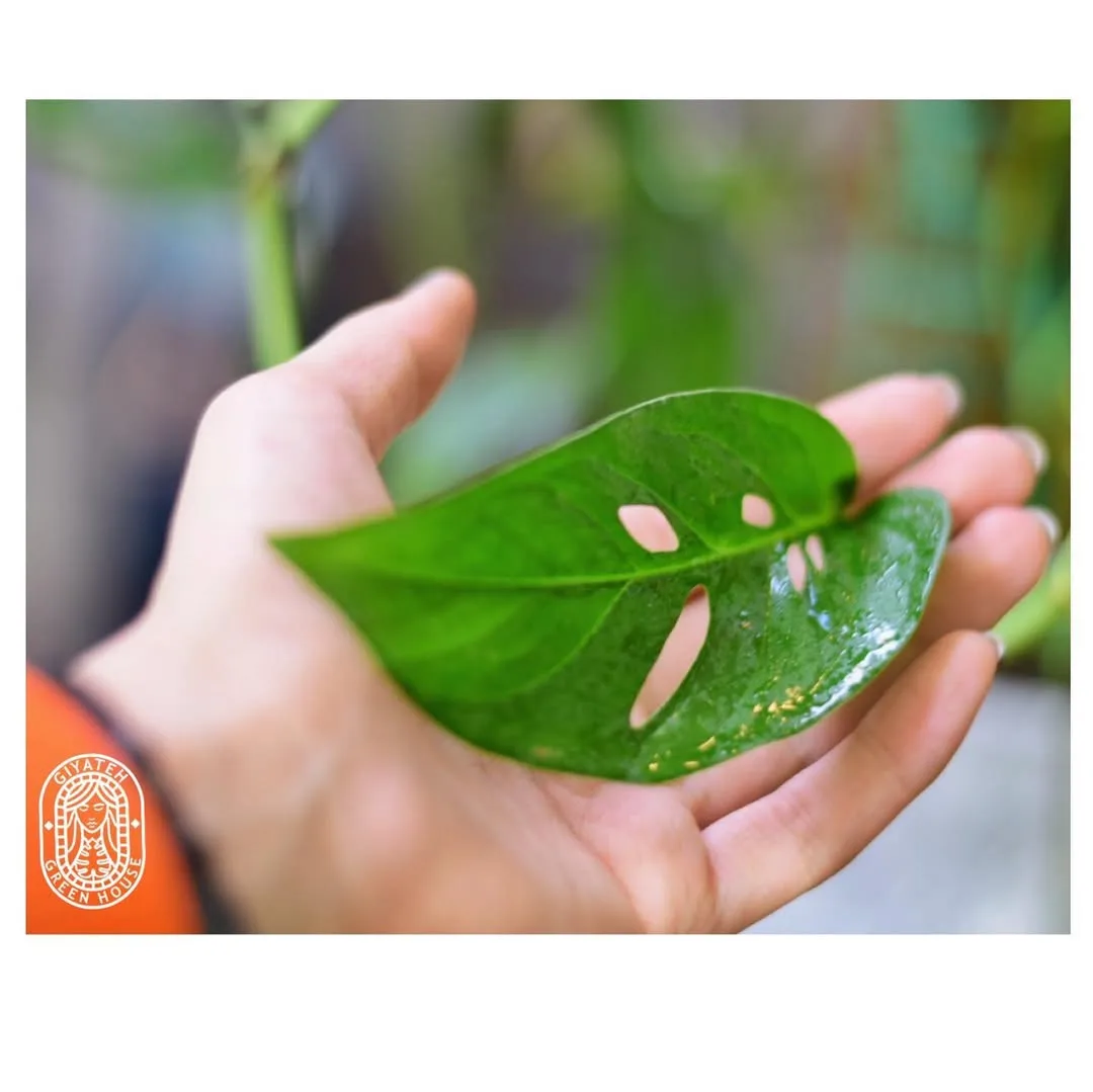 پتوس حصیری — عکس ۴
