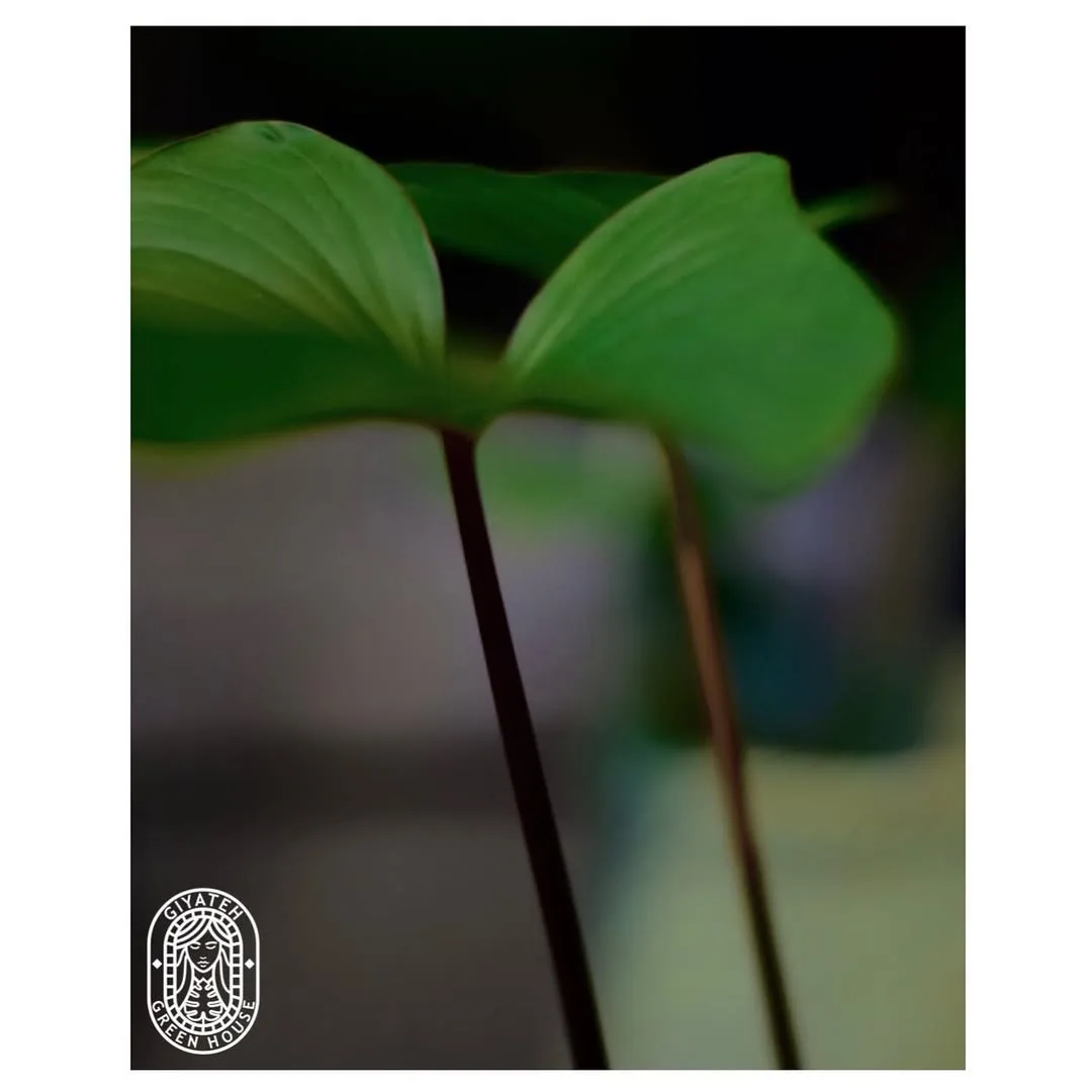 هومالومنا — عکس ۶