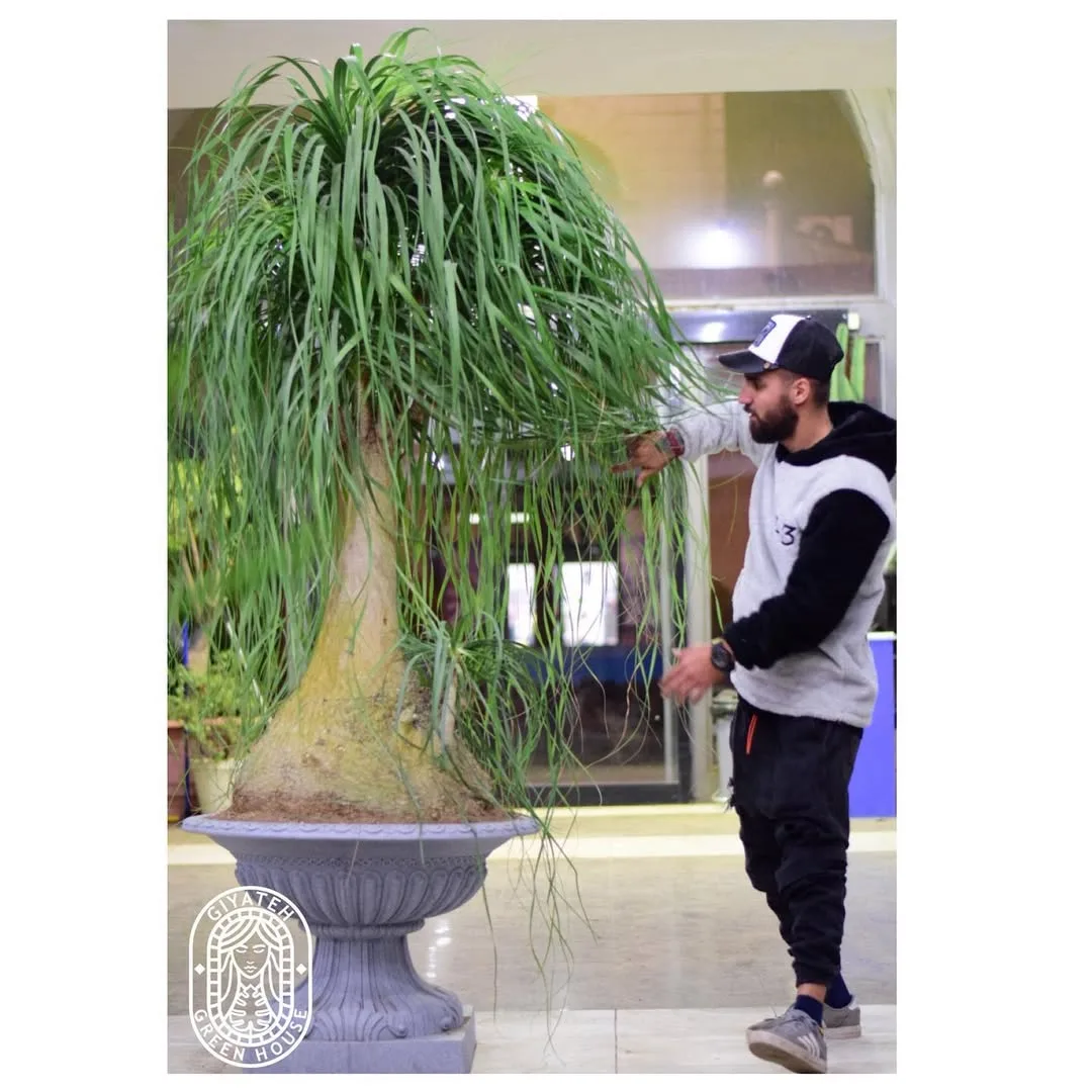 گیاه لیندا — عکس ۴