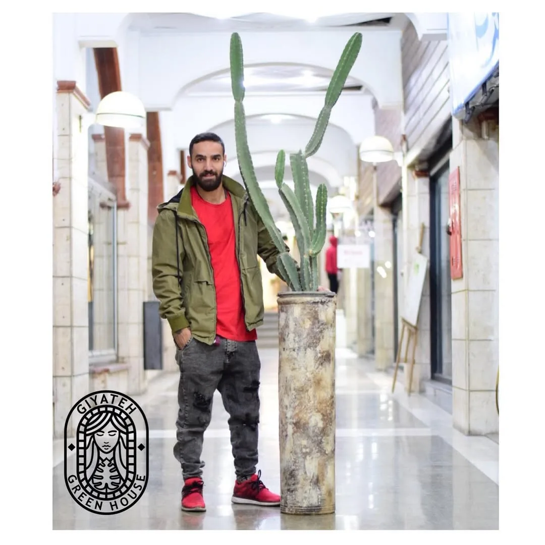 کاکتوس سرئوس پروویانوس — عکس ۲