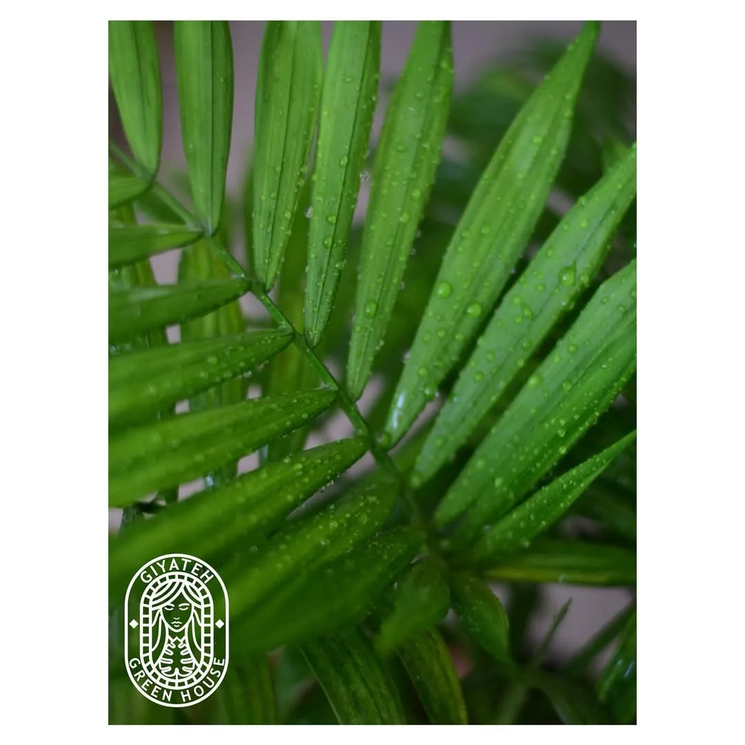 نخل شامادورا — عکس ۵