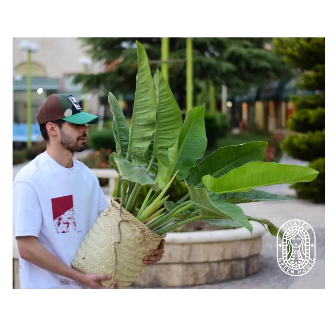فیلودندرون گوش‌گرگی — عکس ۴