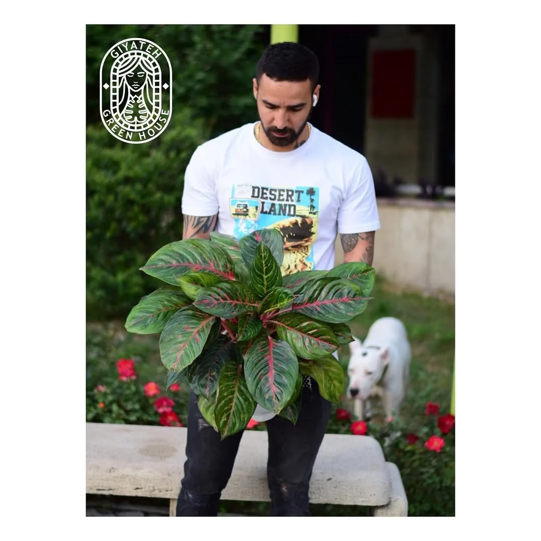 آگلونما پروانه‌ای — عکس ۲
