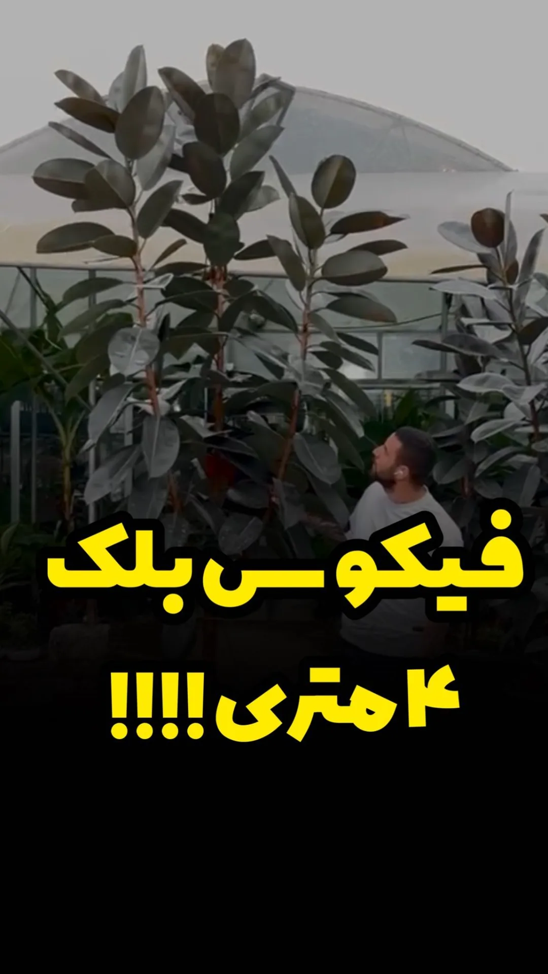 فیکوس بلک چهارمتری، رنگ سبز تیره، درختچه با برگ‌های پهن