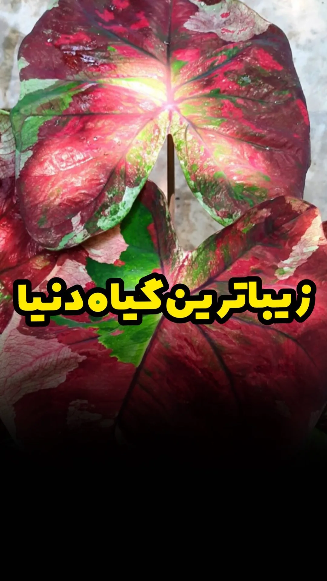 کالادیوم رد تری‌کالر