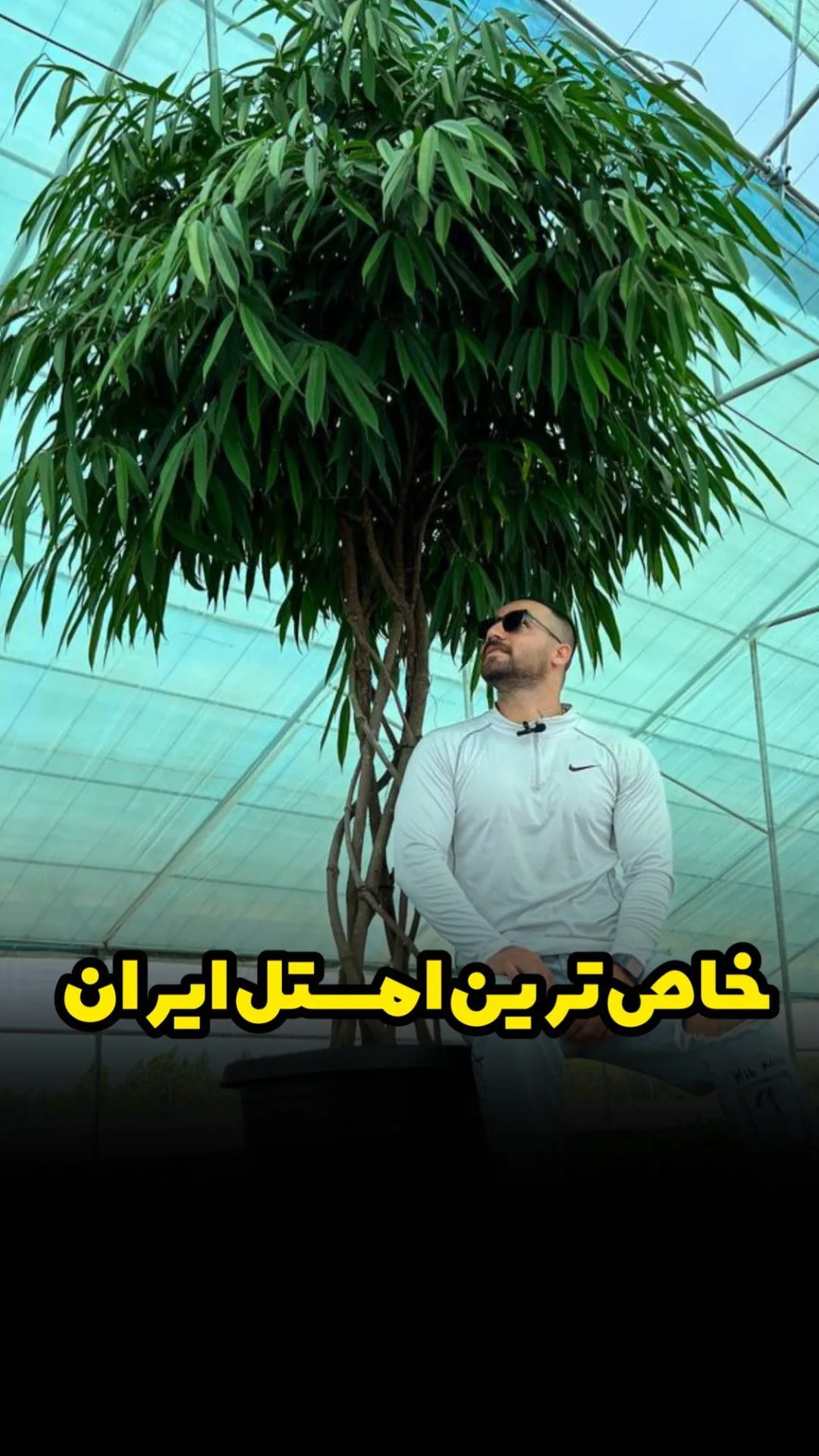 امستل