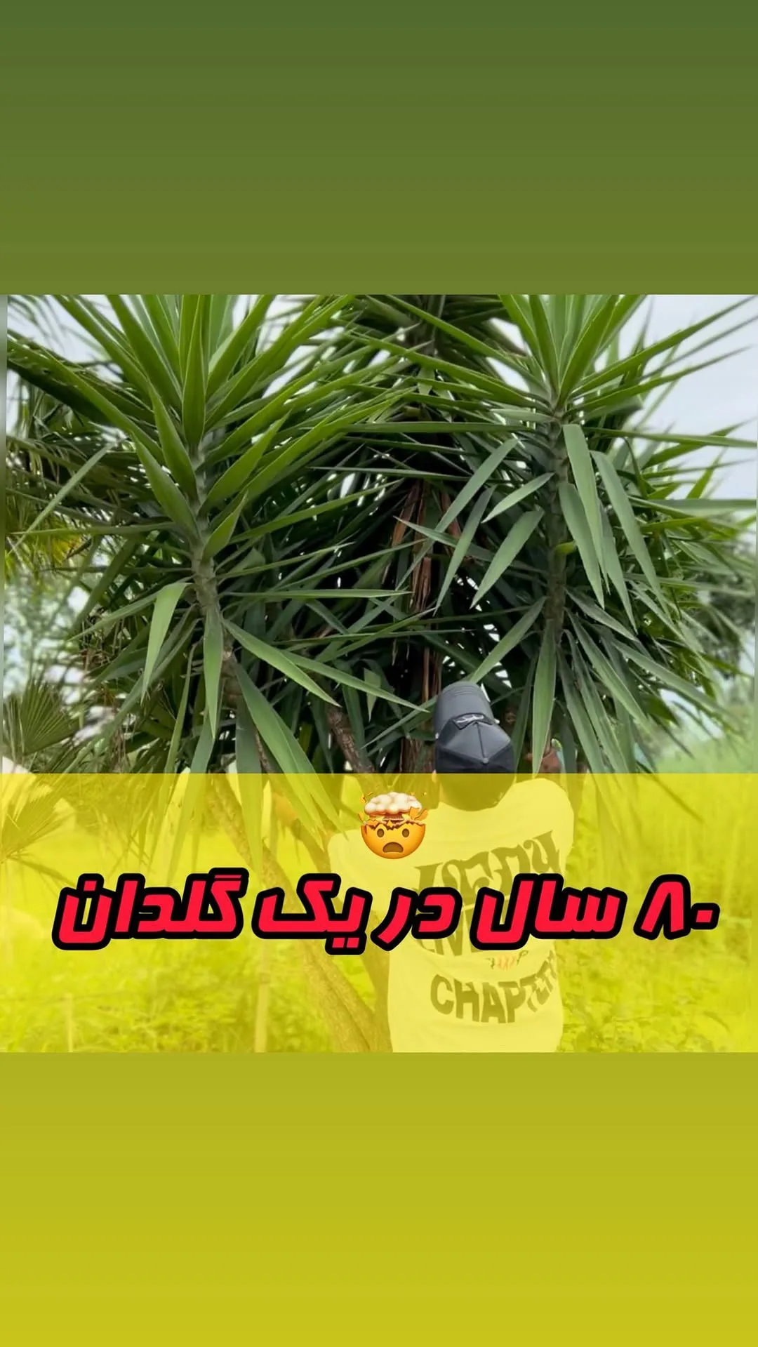 یوکای غولپیکر، رنگ سبز، گیاه زینتی، برگهای نوکتیز