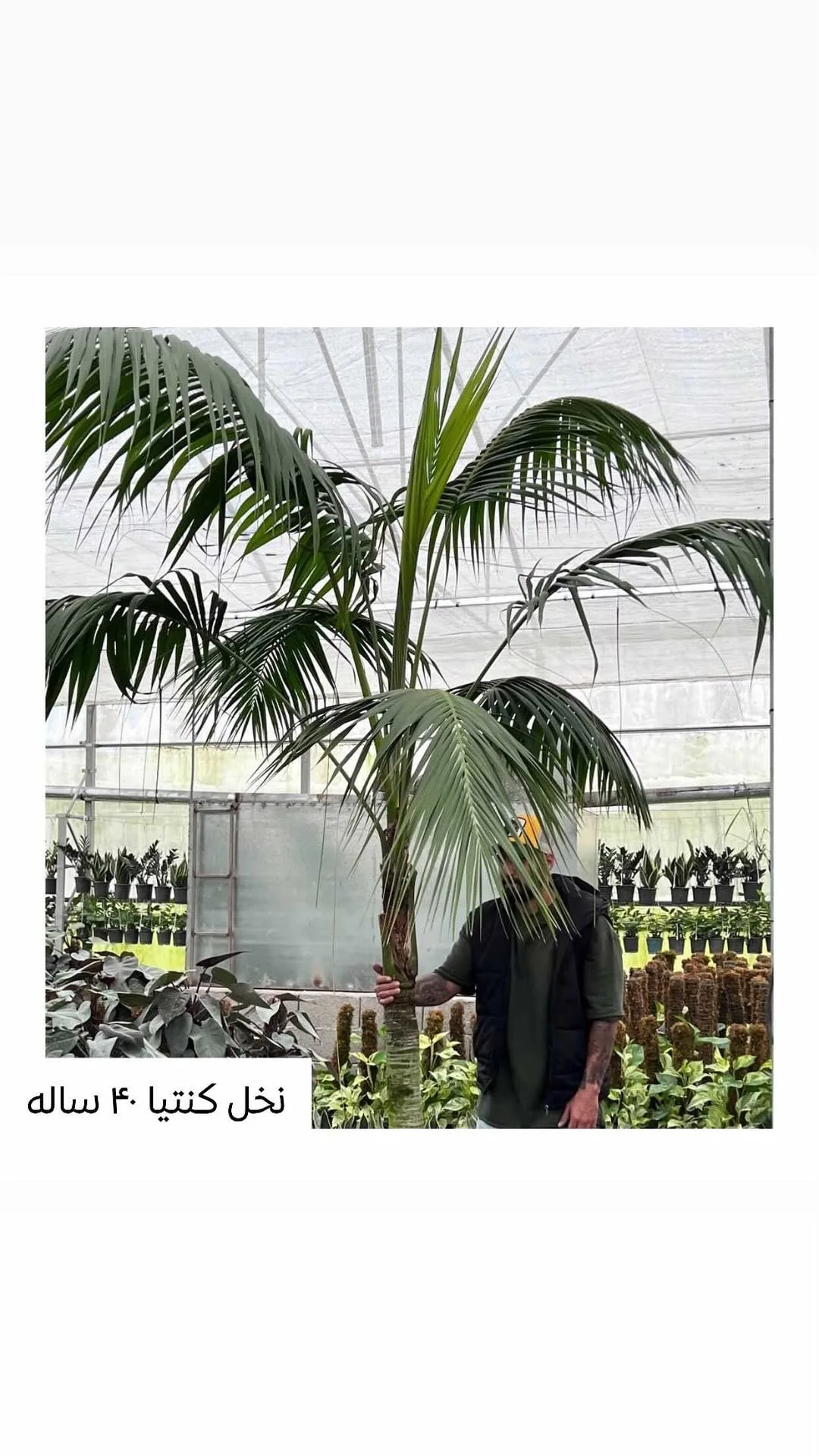نخل کنتیا ۴۰ ساله، رنگ سبز و قهوه‌ای، درختچه زینتی بلند