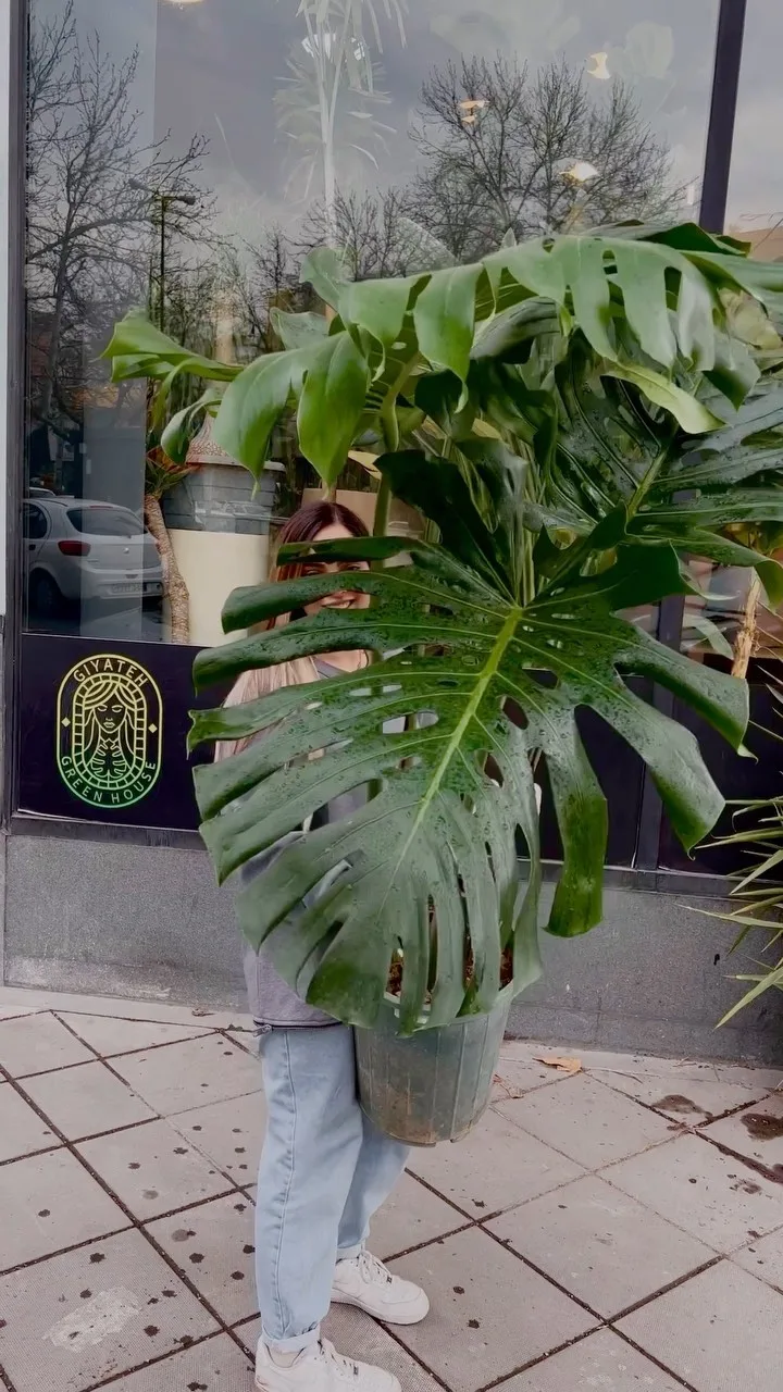 مانسترا کینگ