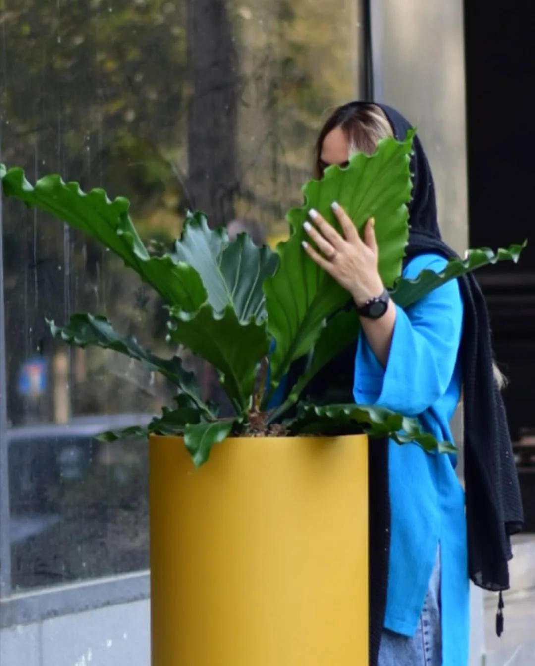 آنتریوم موج عشق — عکس ۲