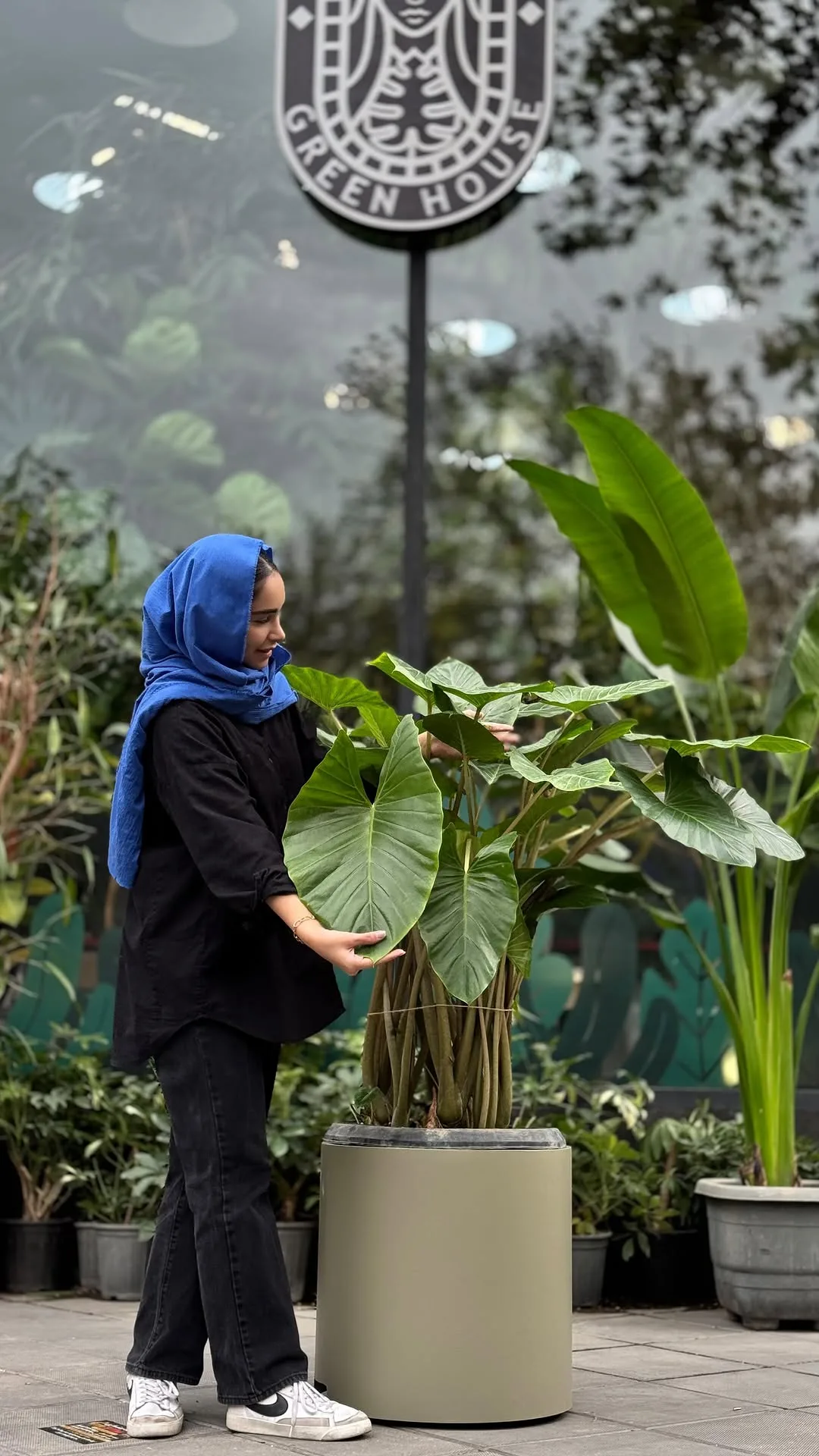 بابا آدم بوته‌ای