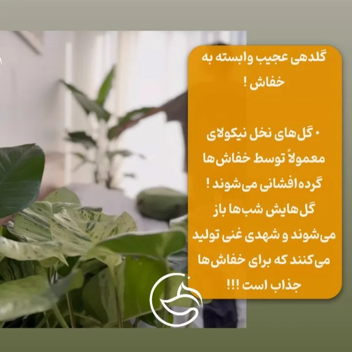 نخل نیکولای