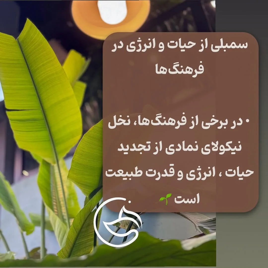 نخل نیکولای — عکس ۳