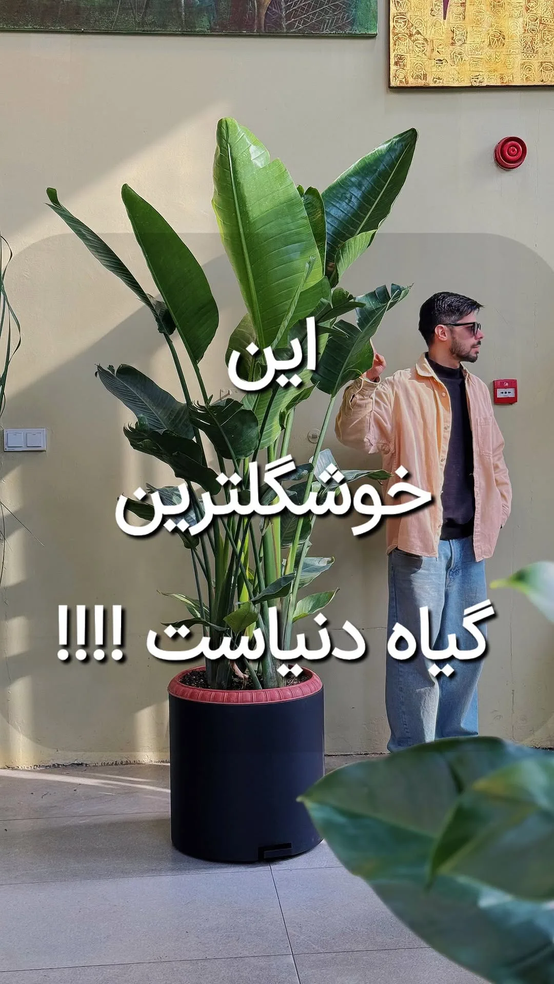 نخل نیکولای، رنگ سبز، گیاه زینتی برگ پهن