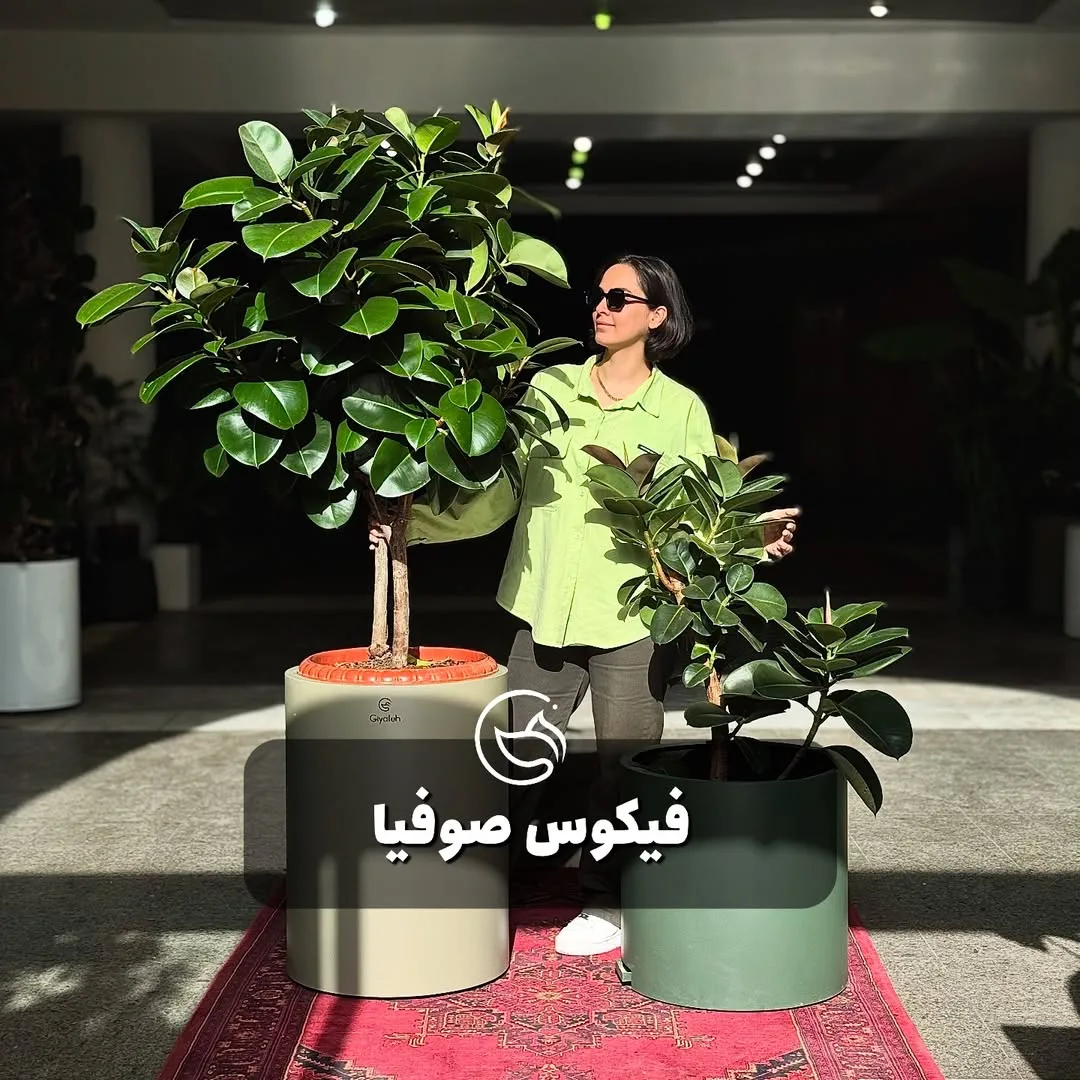 فیکوس صوفیا
