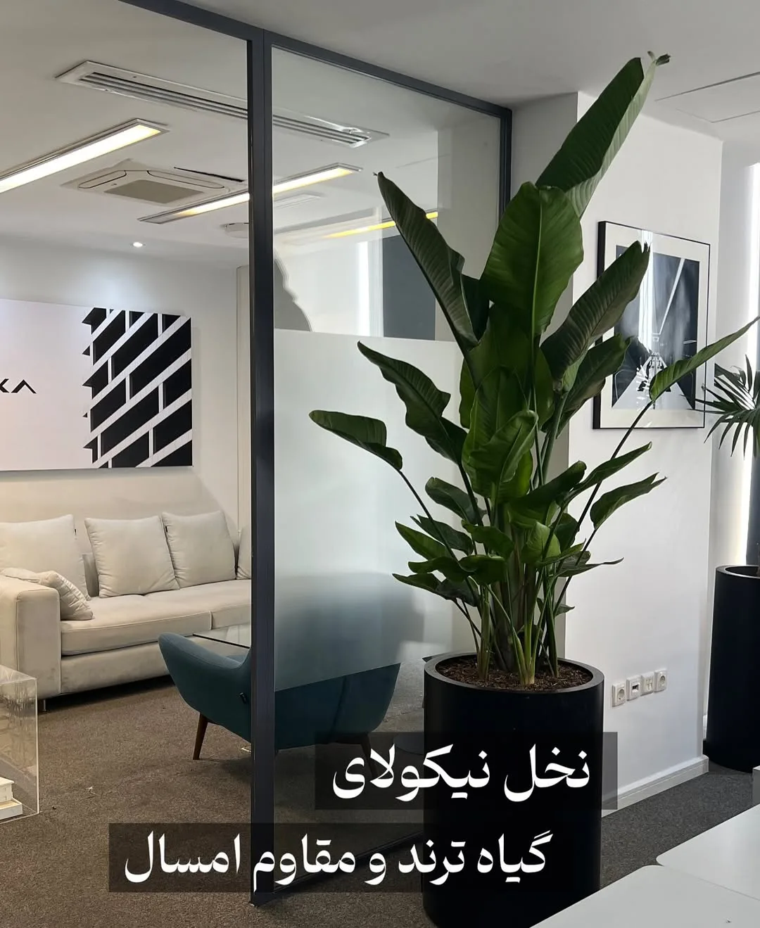 نخل نیکولای و اریکا پالم، رنگ سبز، گیاه آپارتمانی، برگ‌های پهن و بلند